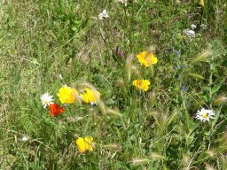 Blumen neu